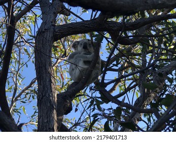 Koala Bear In Tree Canopy In Forest Habitat