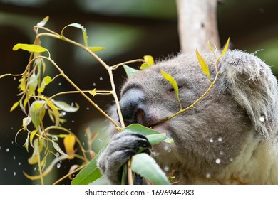 Koala Bear In Tree Shakes Water Drpplets From The Leaves As It Eats.