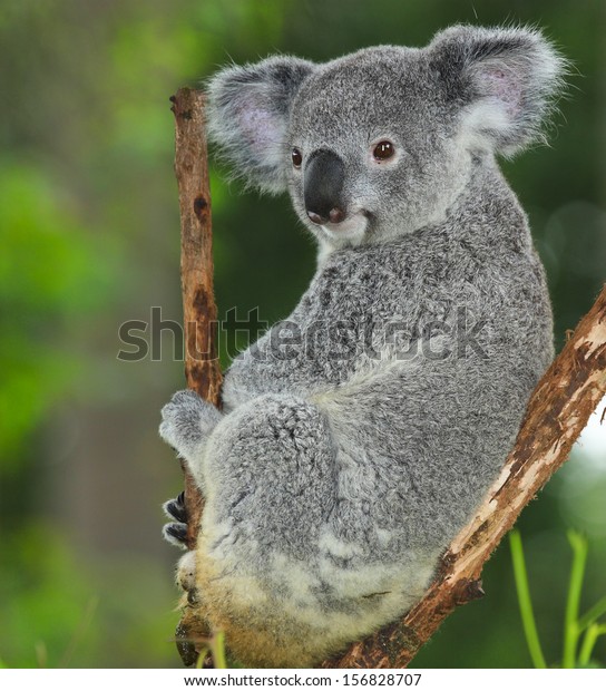 zoo koala bear