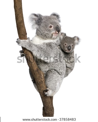 Koala bears climbing tree, 4 years old and 9 months old, Phascolarctos cinereus, in front of white background