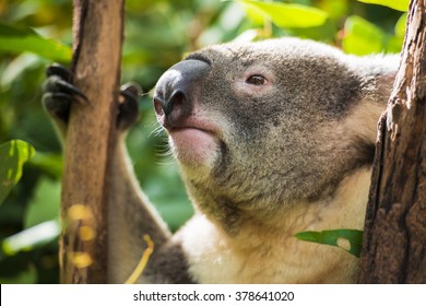 Koala by itself in a tree
