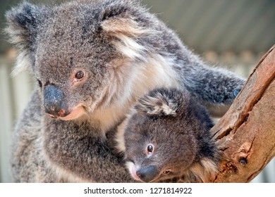 Koala Baby Pouch High Res Stock Images Shutterstock