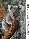 Koala climbing a gumtree in Healesville zoo Victoria Australia 