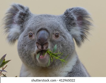 Koala Closeup While Eating