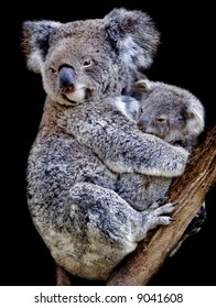 Koala With A Cub Australia