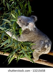 Koala Eating