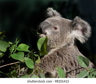 Koala Eating