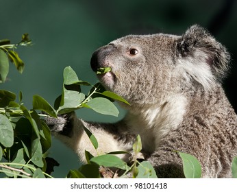 Koala Eating