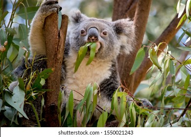 The Koala Is  Eating Eucalypt Leaves 3 At A Time