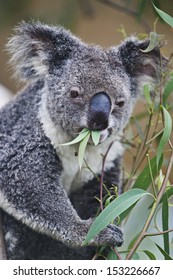 Koala Eating Eucalyptus  