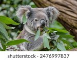 koala eating eucalyptus australia wildlife