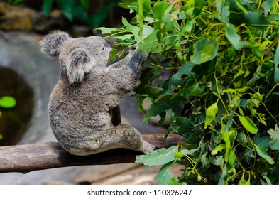 Koala Eating Eucalyptus Leaves