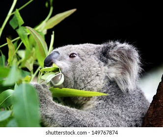 Koala Eating Eucalyptus Leaves.