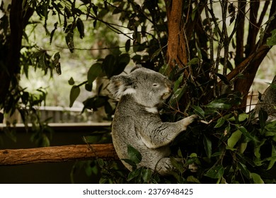 Koala eating eucalyptus leaves. Adorable koala. Arboreal herbivorous marsupial native to Australia. Cute sleepy animal. Eucalyptus eater.