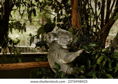 Koala eating eucalyptus leaves. Adorable koala. Arboreal herbivorous marsupial native to Australia. Cute sleepy animal. Eucalyptus eater.