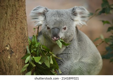 koala eating eucalyptus leaves in a park - Powered by Shutterstock