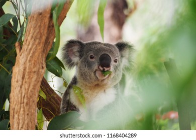 Koala Eating Eucalyptus On A Tree