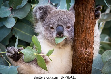 Koala Eating Gum Leaves