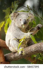 Koala Eating Leaves