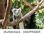 A koala was eating leaves on a branch of tree.