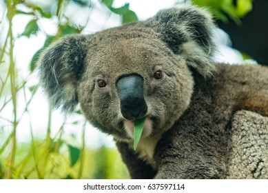 Koala Is Eating Young Eucalypt Leaf.