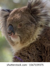 Koala In A Eucalyptus Tree In The Adelaide Hills