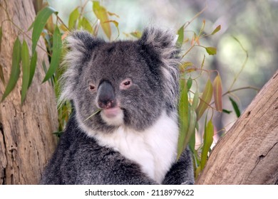 the koala is a grey and white marsupial