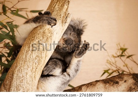 the Koala has a large round head, big furry ears and big black nose. Their fur is usually grey-brown in color with white fur on the chest, inner arms, ears and bottom.