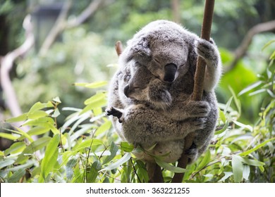 Koala and her joey 