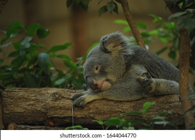 Koala In The Higashiyama Zoo, Japan