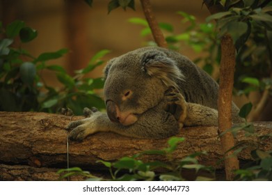 Koala In The Higashiyama Zoo, Japan