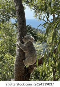 Koala hugging a tree and dozing with eucalyptus woodlands in the background, Magnetic Island, Northern Australia