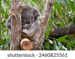 koala, iconic native Australian marsupial, sleeping eucalyptus gum tree, Currumbin wildlife sanctuary, Gold Coast Queensland, travel tourism tourist