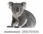 koala isolated on white background 