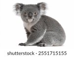 koala isolated on white background 