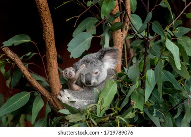 Koala And Joey In Eucalyptus Tree