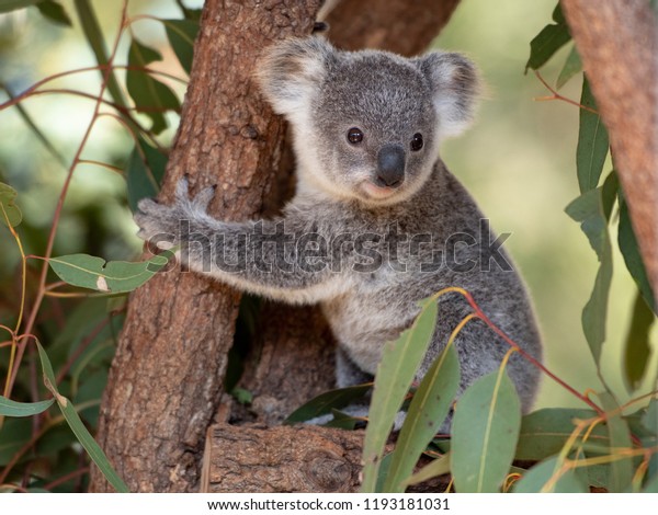 Koala Joey Hugs Tree Branch Stock Photo Edit Now 1193181031