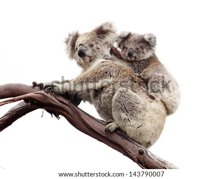Koala and joey isolated against white