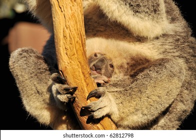 Koala Joey Is Peeping From Her Mother's Pouch