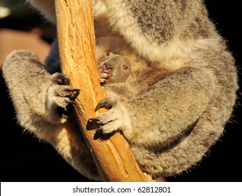 Koala Pouch High Res Stock Images Shutterstock