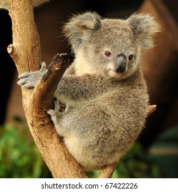 Koala Joey Sits On A Branch