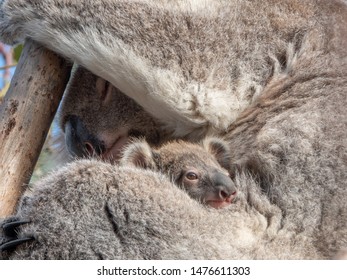 Koala Joey With Sleeping Mum