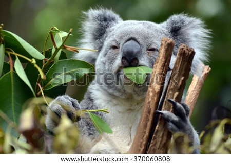 Koala at Lone Pine Koala Sanctuary Brisbane