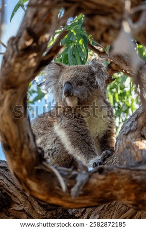 Koala looking into camera and sitting on eucalyptus tree branches with green background