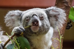 Koala Se Uită în Camera în Timp Ce Mănâncă