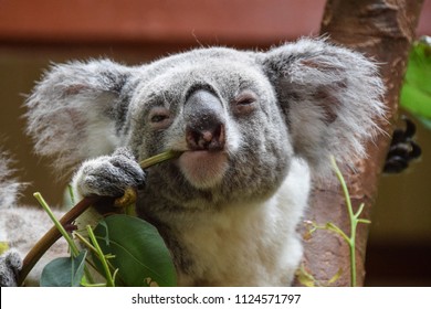 Koala looking into the camera while eating