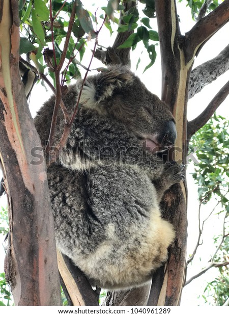 Koala Loves Sleeping Stock Photo Edit Now 1040961289