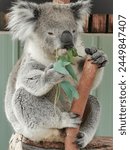 Koala at Moonlit Sanctuary Wildlife. VIC Australia. Januari 13th 2020