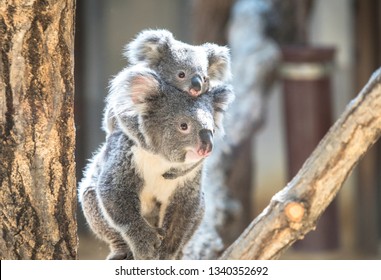 Koala Bebe Imagenes Fotos De Stock Y Vectores Shutterstock