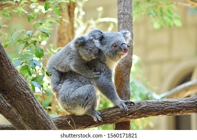 Koala Mother To Piggyback The Baby. 